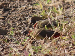 Amandava subflava clarkei