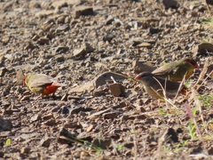 Amandava subflava clarkei