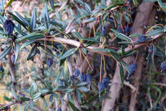 Berberis trigona