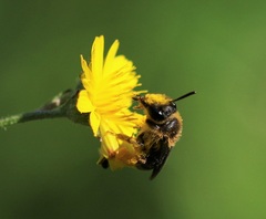 Andrena fulvago