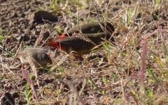 Amandava subflava clarkei