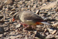 Amandava subflava clarkei