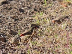 Amandava subflava clarkei