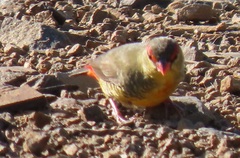 Amandava subflava clarkei