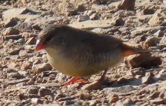 Amandava subflava clarkei