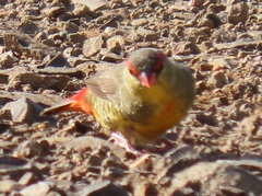 Amandava subflava clarkei