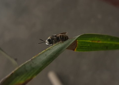 Stratiomys longicornis