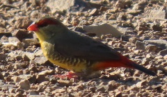 Amandava subflava clarkei