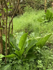 Lysichiton americanus