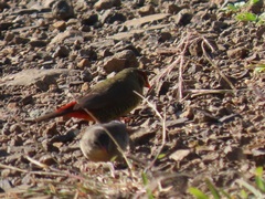 Amandava subflava clarkei