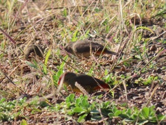 Amandava subflava clarkei