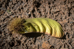 Centrolobium paraense