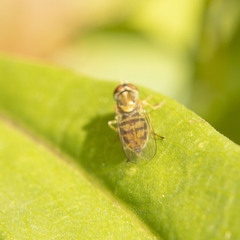 Toxomerus marginatus