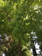 Juglans × intermedia