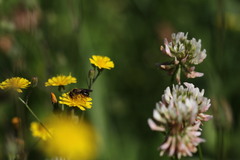 Andrena fulvago