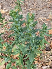 Angiospermae