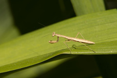 Tenodera sinensis
