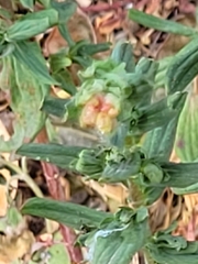 Angiospermae