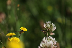Andrena fulvago
