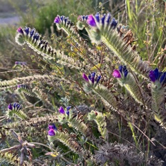 Echium sabulicola