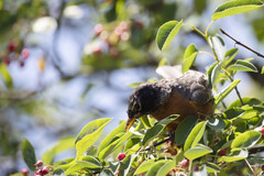 Turdus migratorius