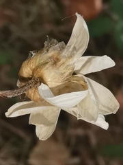 Leucanthemum pallens