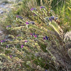 Echium sabulicola