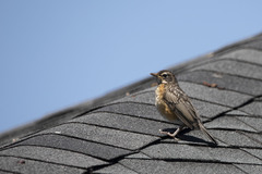 Turdus migratorius