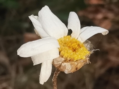 Leucanthemum pallens