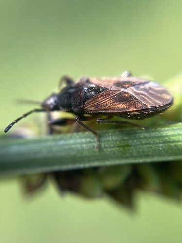 sphagnum groundbug