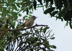 Curruca communis