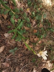 Leucanthemum pallens