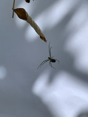 Leucauge regnyi