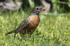 Turdus migratorius