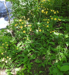 Hieracium sylvularum