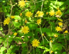 Hieracium sylvularum