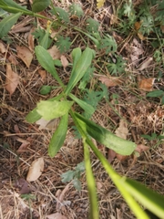Leucanthemum pallens