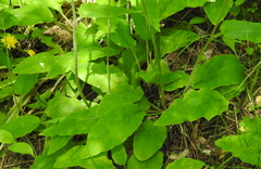 Hieracium sylvularum