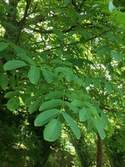 Juglans × intermedia