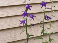 Campanula