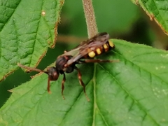 Nomada marshamella