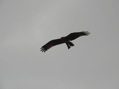 Milvus migrans aegyptius