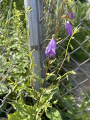 Campanula