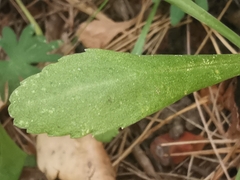Leucanthemum pallens