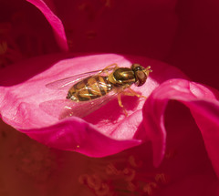 Toxomerus marginatus