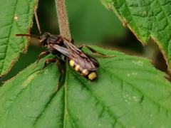 Nomada marshamella