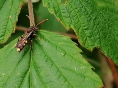 Nomada marshamella