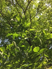 Juglans × intermedia