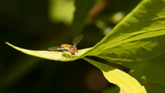 Toxomerus marginatus