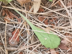 Leucanthemum pallens